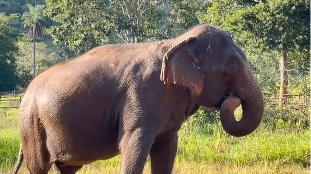 Pocha y Guillermina exploran el santuario de a poco y una “histórica” elefanta ya les dio la bienvenida. Foto: facebook Global Sanctuary for Elephants.