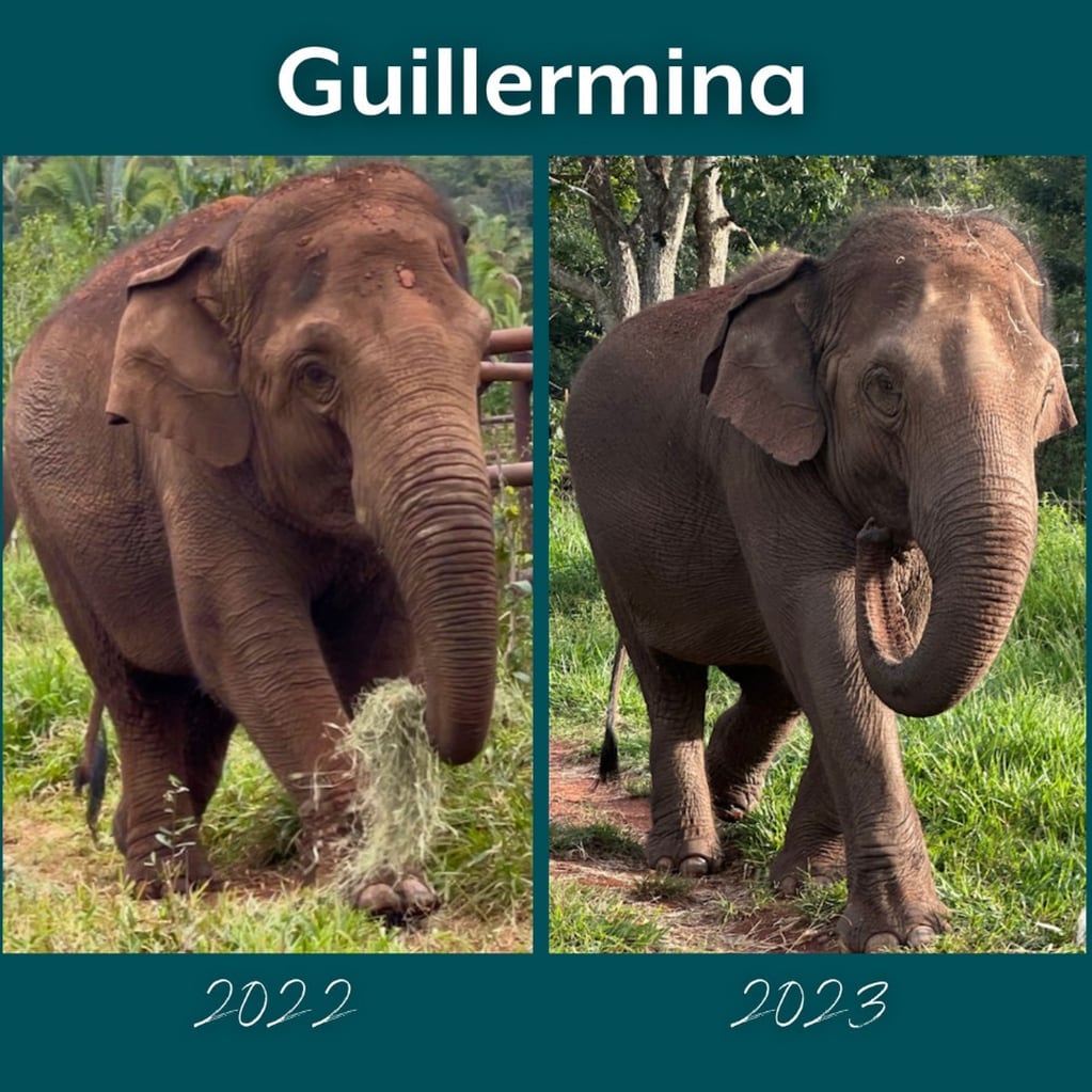 Antes y después: el notable cambio físico de la elefanta Guillermina en casi un año y medio en la selva brasileña. Foto: Instagram @sanctuary4elephants