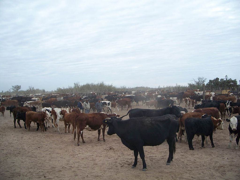 La EEB es una enfermedad neurológica progresiva que afecta fundamentalmente  al ganado bovino