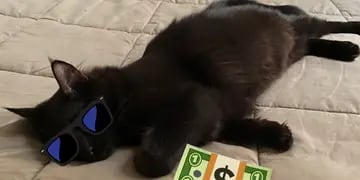 Arturo, el gato ladrón que se hizo viral por robarle dinero a los vecinos