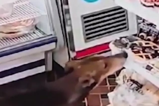 Video: una empleada de un almacén le dijo a su jefe que le robaron una pastafrola y el autor resultó ser un perro
