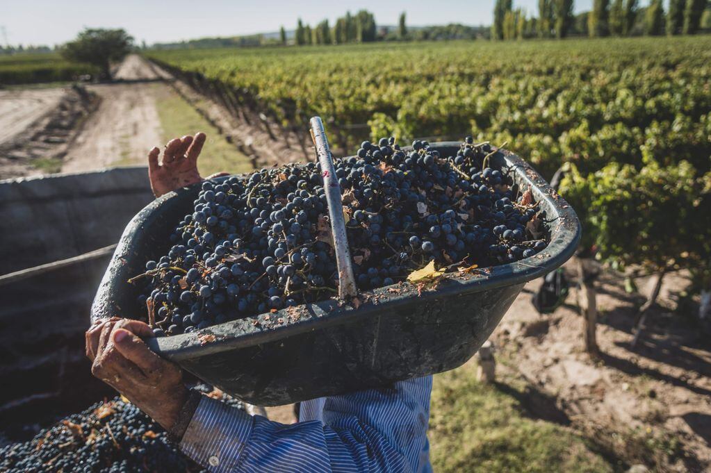 El esfuerzo del hombre en la cosecha de las mejores uvas Foto: Ignacio Blanco