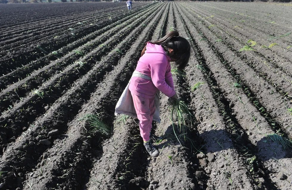 Una obligación urgente en la provincia es bajar a cero la realidad del trabajo infantil en el territorio. / Foto: Claudio Gutierrez / Los Andes