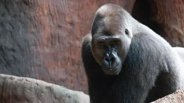 Nassir, el gorila que se volvió adicto a ver videos