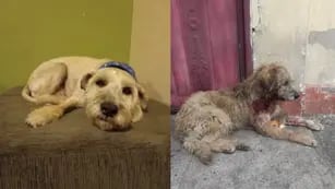Tommy, perro de 16 años apuñalado en Ecuador