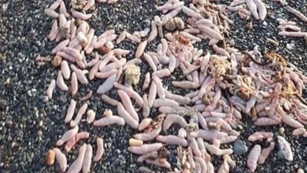 Son cardúmenes de gusanos llamados “Urechis Unicinctus”en las costas patagónicas