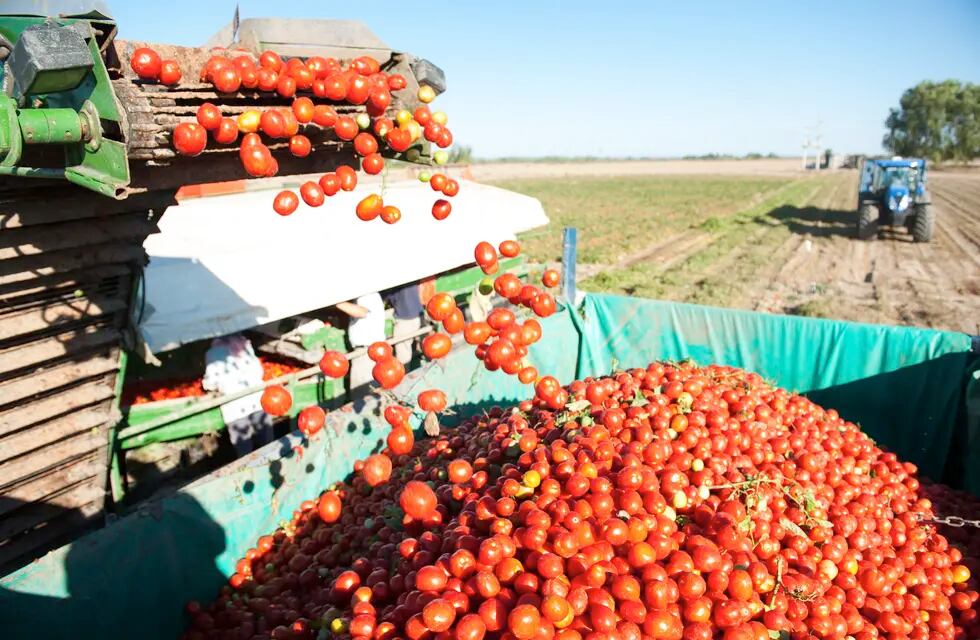 La producción de materia prima local de tomate alcanzará este años para abastecer a la industrias. Foto: Gentileza INTA