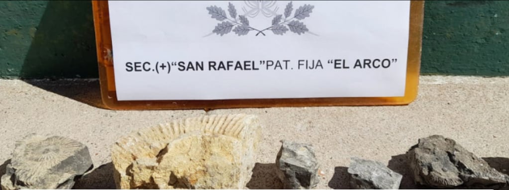 Detuvieron en San Rafael a 2 hombres con hongos alucinógenos, marihuana y 11 restos fósiles ocultos. Foto: Prensa Gendarmería Nacional.