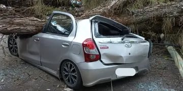Un árbol aplastó cinco autos, pero la municipalidad no se hará cargo de los daños