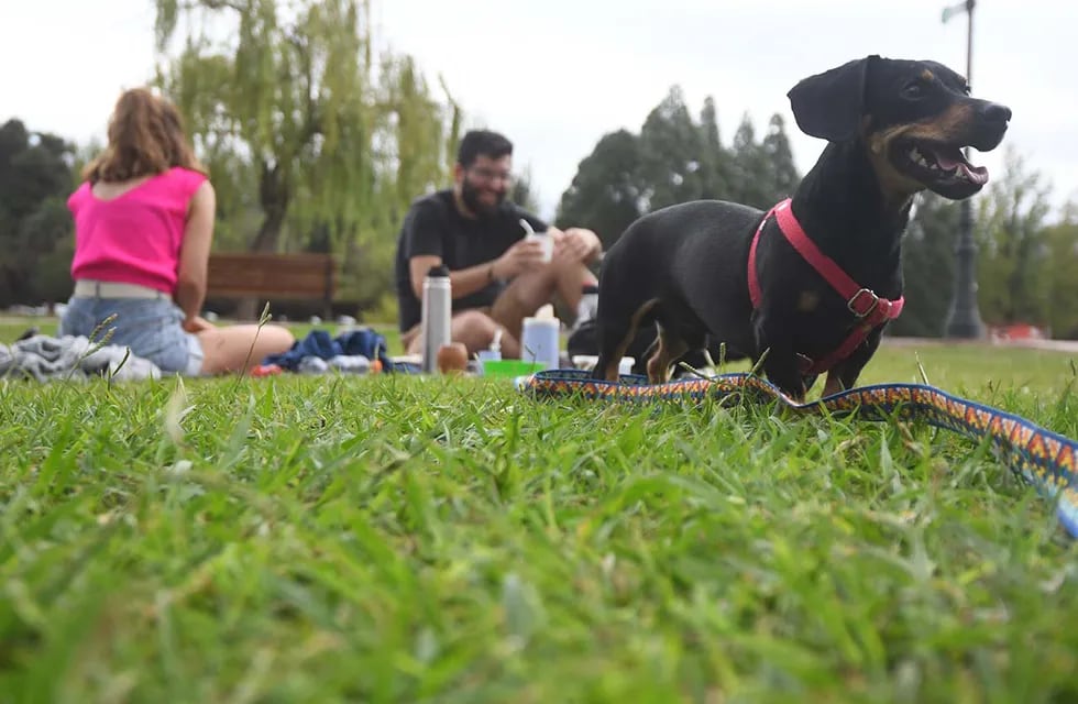 Además de los tips, una alimentación adecuada y estimulación y ejercicio son esenciales para el perro. Foto: José Gutierrez / Archivo Los Andes