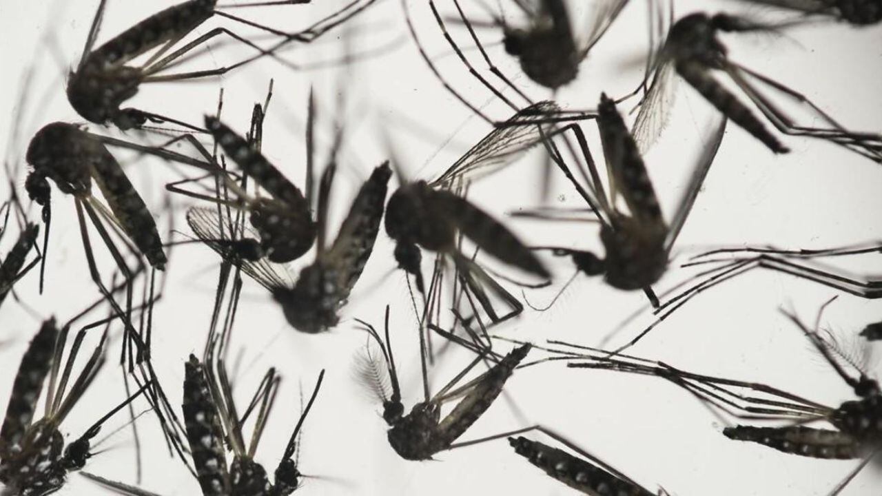 Más de 269 mil contagiados por dengue en Argentina. 
