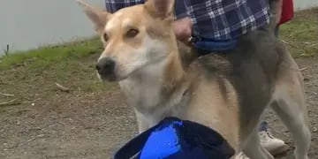 Un perro se reencontró con sus dueños tras un año de estar perdido