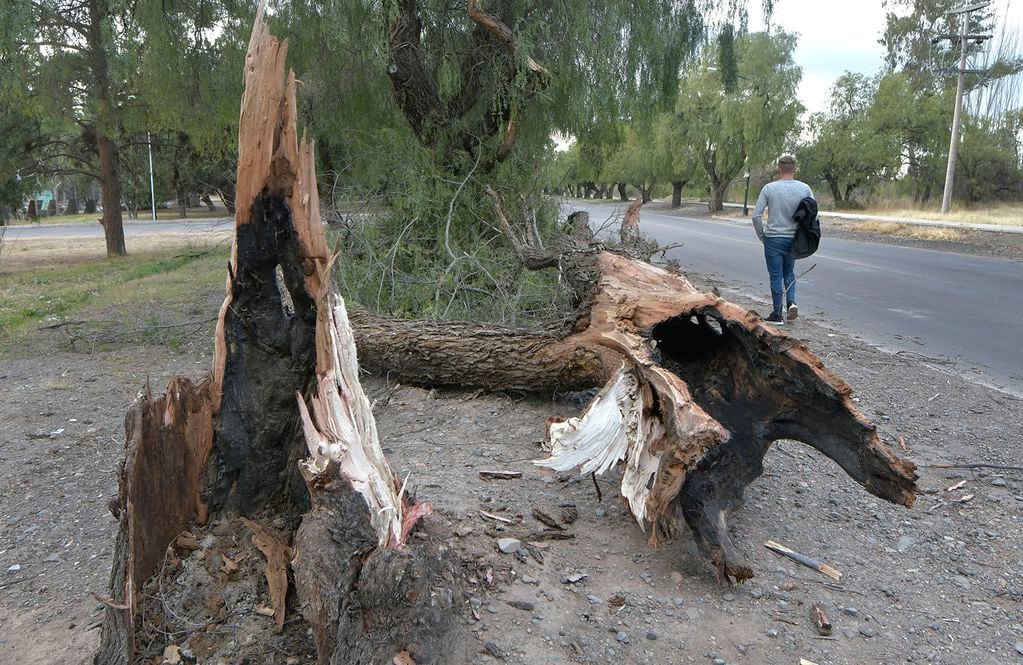Las tormentas, temporales y granizadas dejaron unos 200 árboles caídos en el Gran Mendoza. Foto: Orlando Pelichotti / Los Andes.