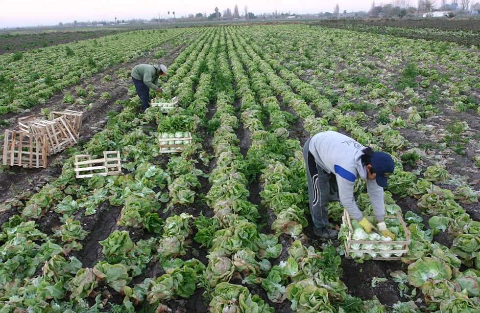 El campo atraviesa una crisis de trabajadores en Mendoza. Foto: Los Andes