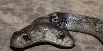 Viral: hallaron una extraña cobra con dos cabezas en la India e impactó a los expertos