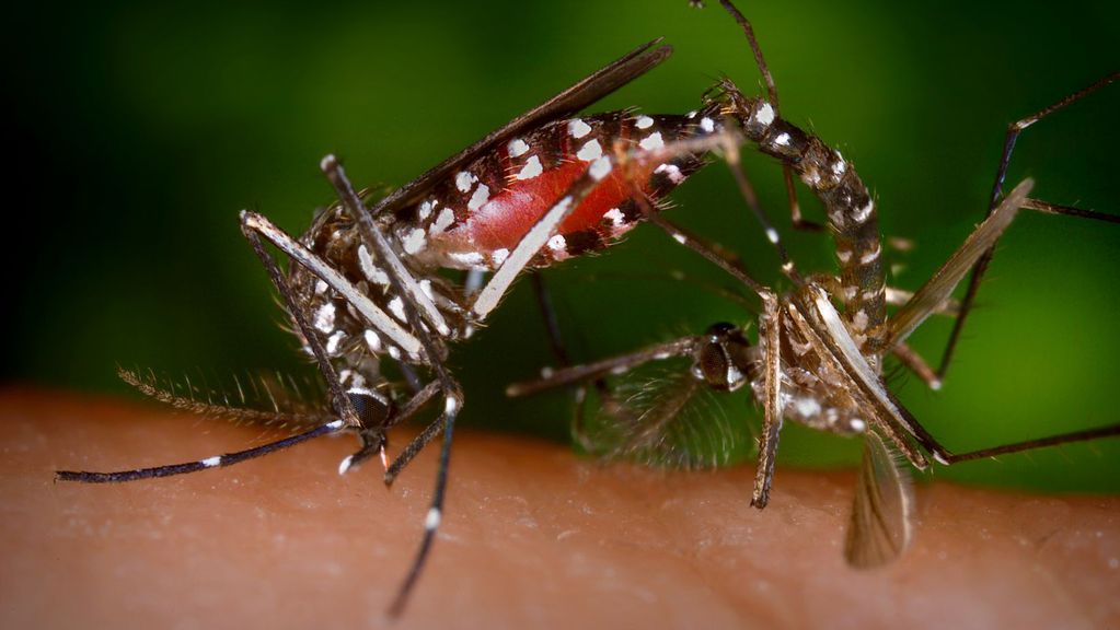 Mosquito Aedes aegypti, responsable de la transmisión del dengue