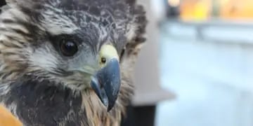 Águila coronada rescatada en Ñacuñán