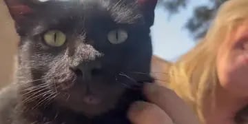 Video: la particular obsesión que tiene un gato que vuelve loco a su vecindario