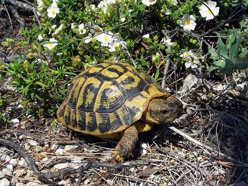 Testudo hermanni, una de las ocho especies de tortuga clasificadas dentro el género Testudo, es la única tortuga terrestre de distribución íntegramente europea. Wikipedia