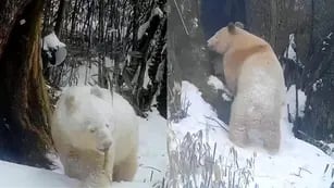 Captan al único oso panda blanco del mundo