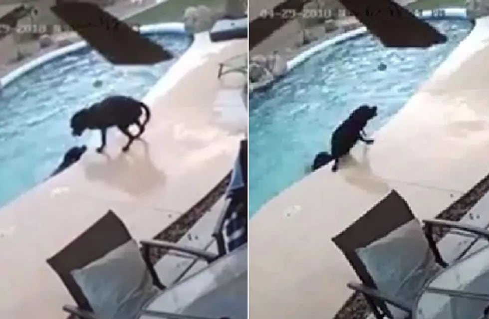 Video: el desesperante rescate de un perro a otro cuando estaba ahogándose en la pileta