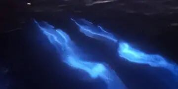 El impresionante espectáculo de delfines brillando ocurrió en las playas de California.