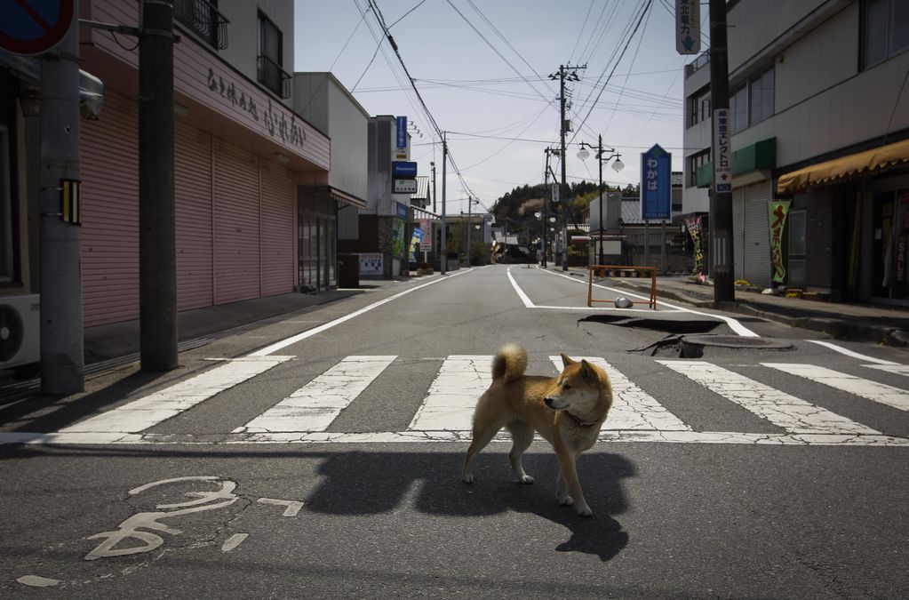 Fukushima: la soledad y el gris.