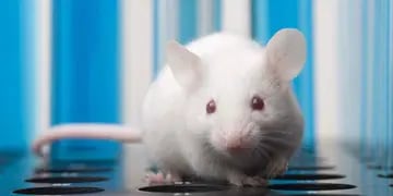 Investigación. El equipo español utilizó ratones para evaluar el proceso de regeneración capilar. 