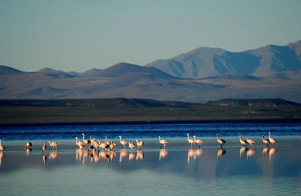 La laguna de Llancanelo, en Malargüe, es uno de los humedales que posee Mendoza.