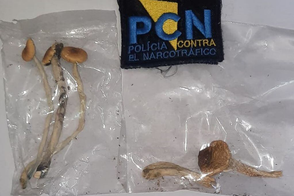La Policía Contra el Narcotráfico halló 11 hongos alucinógenos en una vivienda en Las Heras.