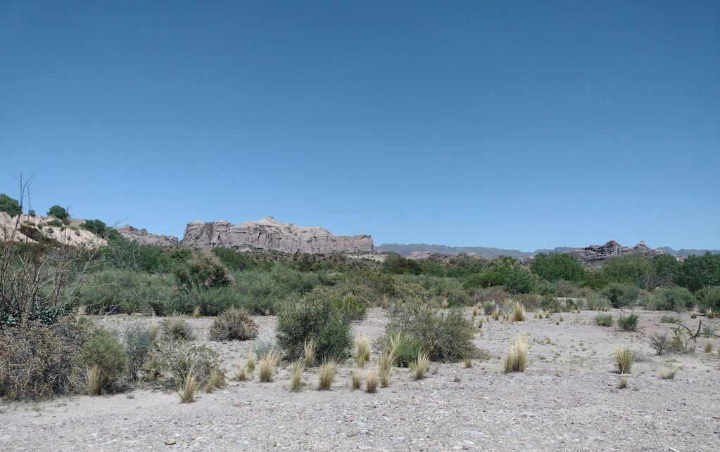 Revegetación natural en Dique DN1. Complejo Minero Fabril San Rafael - Sitio Sierra Pintada