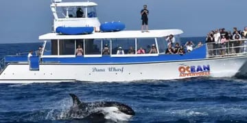 Video: Salvaje ataque en el Estrecho de Gibraltar, cuatro orcas dejan un velero sin rumbo