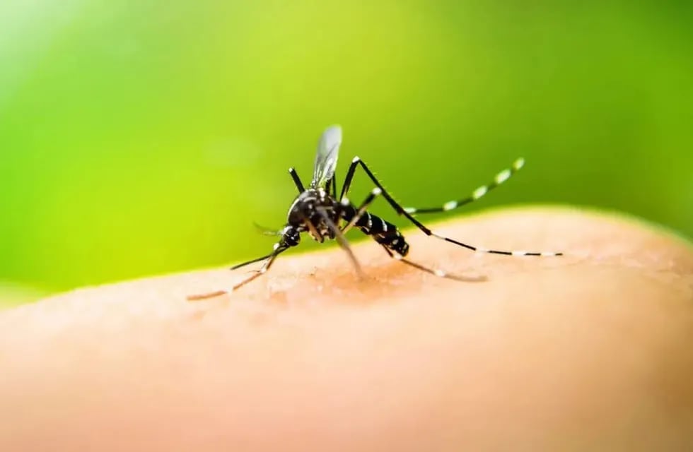 Argentina evalúa la aprobación de una vacuna para el dengue en medio del brote