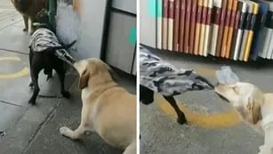 Video viral: un perrito evitó que su amigo se peleara y lo postularon al “Nobel de la Paz” en la red