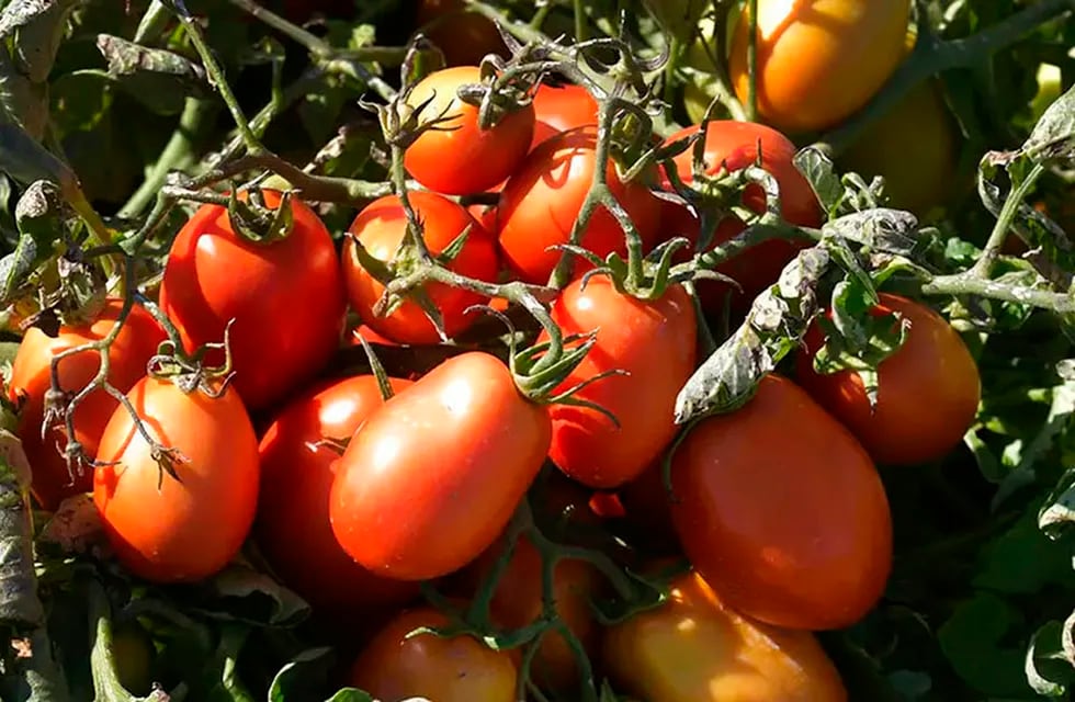 El precio del tomate puede variar mucho dependiendo si es para industria o consumo en fresco. Foto: Orlando Pelichotti