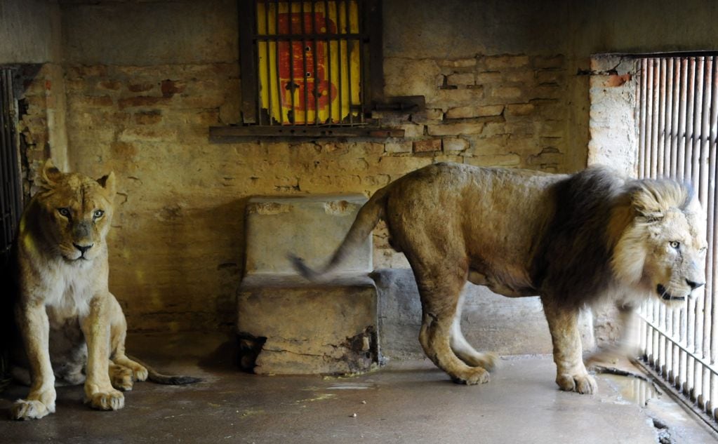 La historia del mendocino al que un león le mutiló el brazo de niño y, 20 años después, fue condenado por abuso. Foto:
Claudio Gutierrez / Los Andes.