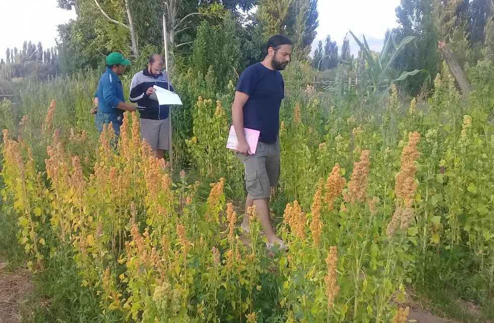 Cultivo de quinoa en San Juan. Gentileza INTA