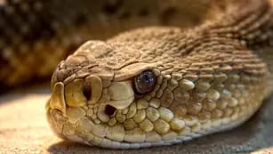Impactante: hallaron a un hombre muerto en su casa rodeado por más de 100 serpientes