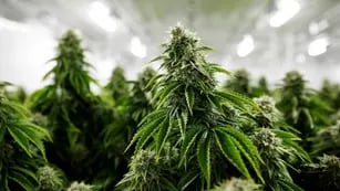 Reconocida familia gastronómica de Mendoza se dedicará al cultivo de cannabis medicinal para exportación
