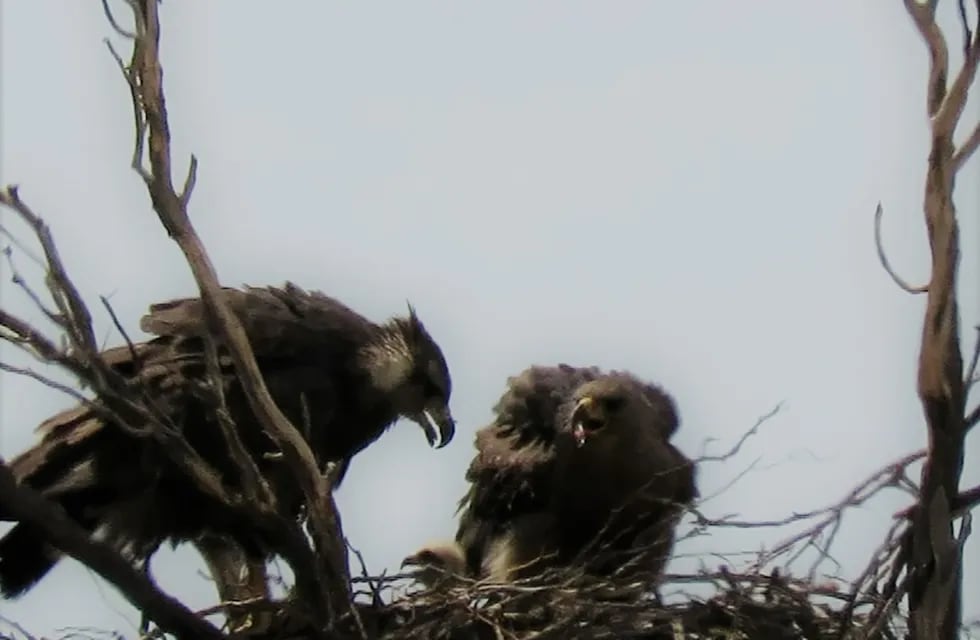 El águila coronada (Buteogallus coronatus) se encuentra en estado de conservación crítico. Foto: Gentileza