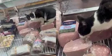 Video: grabaron a un gato dentro de la heladera de una fiambrería comiendo jamón y clausuraron el local