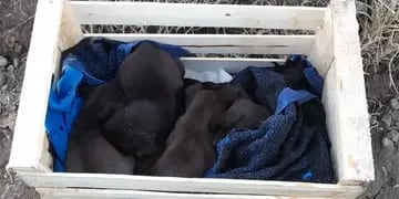 Buscan hogar para perritos abandonados en Tunuyan