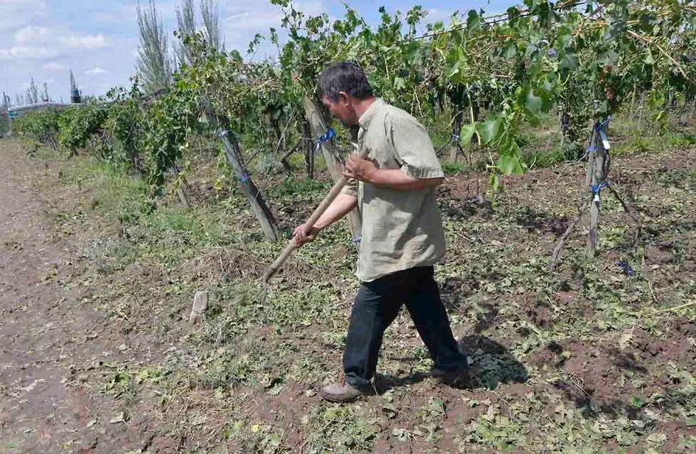 Edgardo Sosa, de Junín, perdió sus cinco hectáreas de uva criolla. Foto: Orlando Pelichotti
