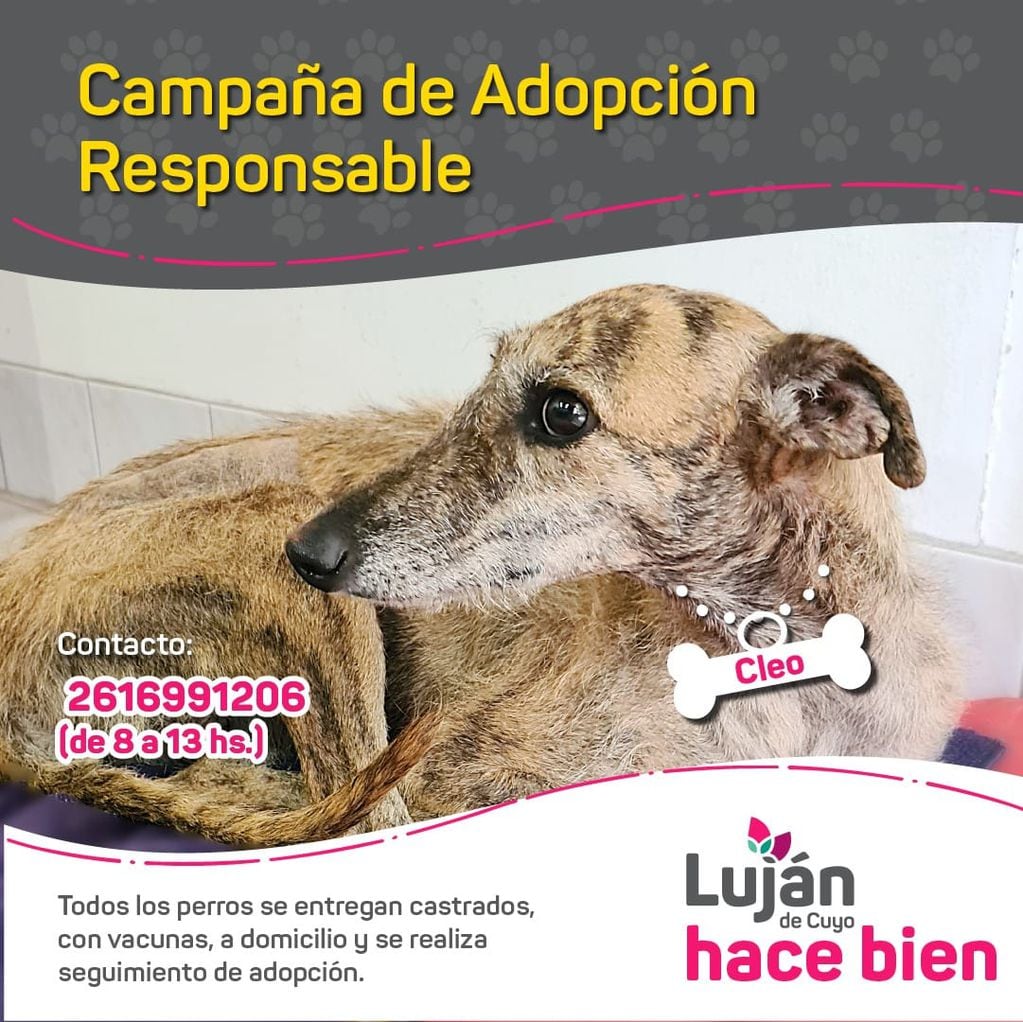 La original campaña en redes con que Luján busca dar en adopción a 17 perritos rescatados de situaciones traumáticas. Foto: facebook Municipalidad Luján de Cuyo