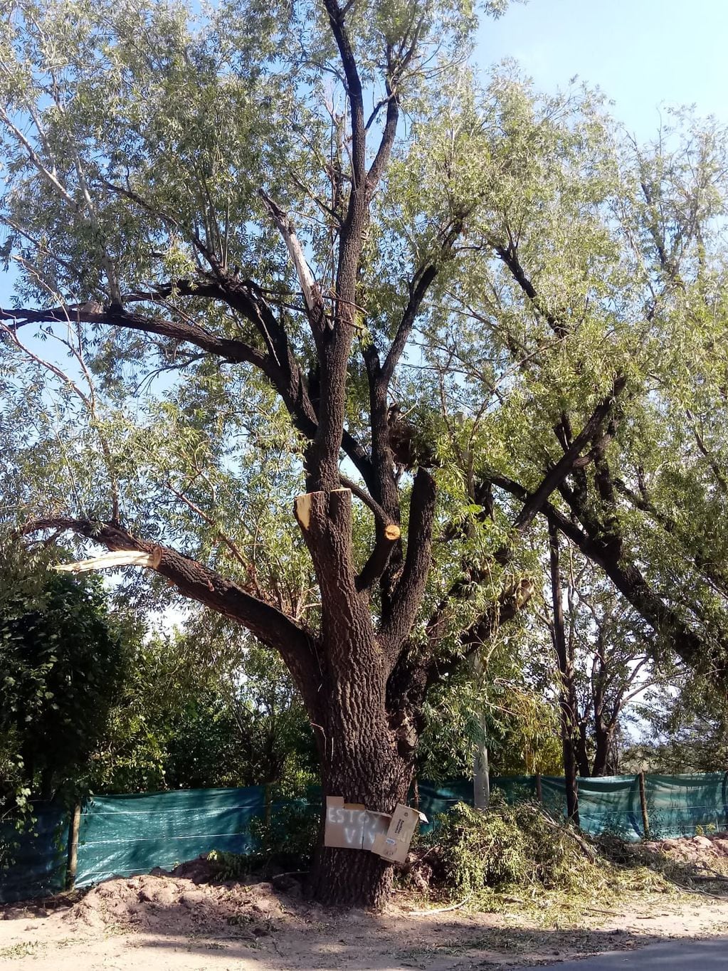 Denuncian “tala indiscriminada” en calle Guardia Vieja, pero Luján aclara que son árboles “decrépitos”. Foto: Gentileza.