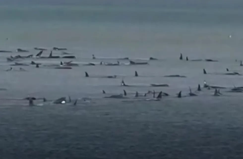 Ballenas piloto varadas. Captura video Youtube.