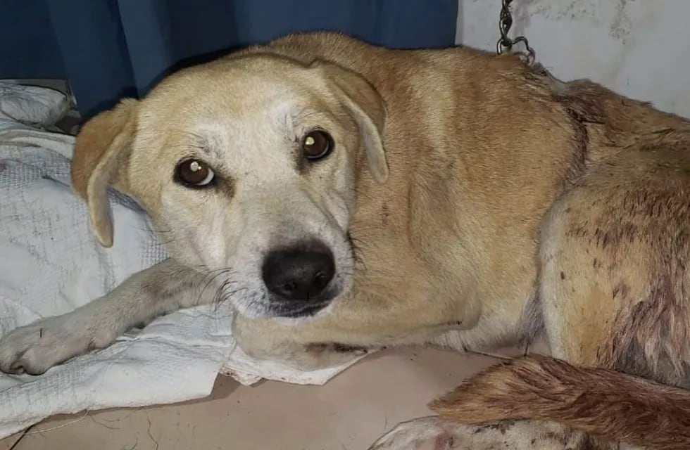 Atacaron a una perra a machetazos en Tunuyán y piden ayuda para su tratamiento.