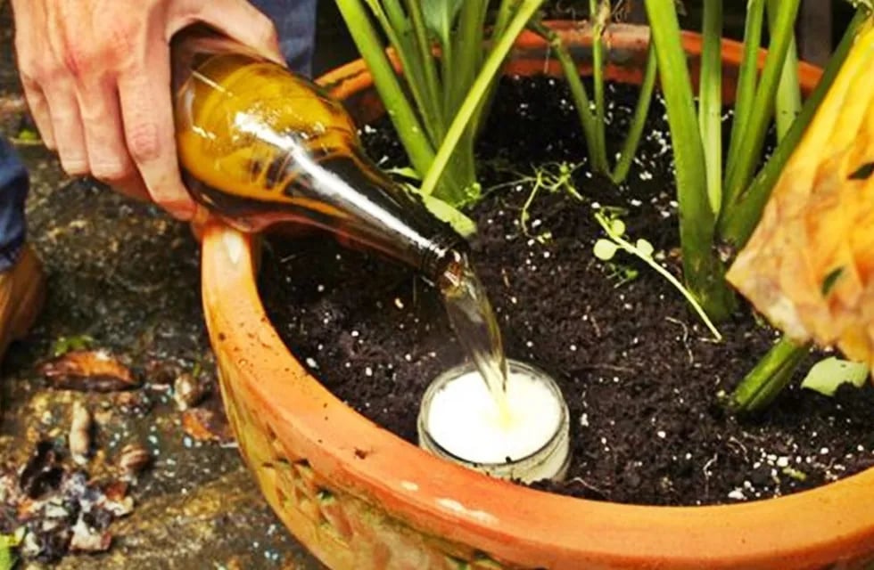 Esto ocurre si echás cerveza a las plantas del jardín. (Imagen ilustrativa / Web)