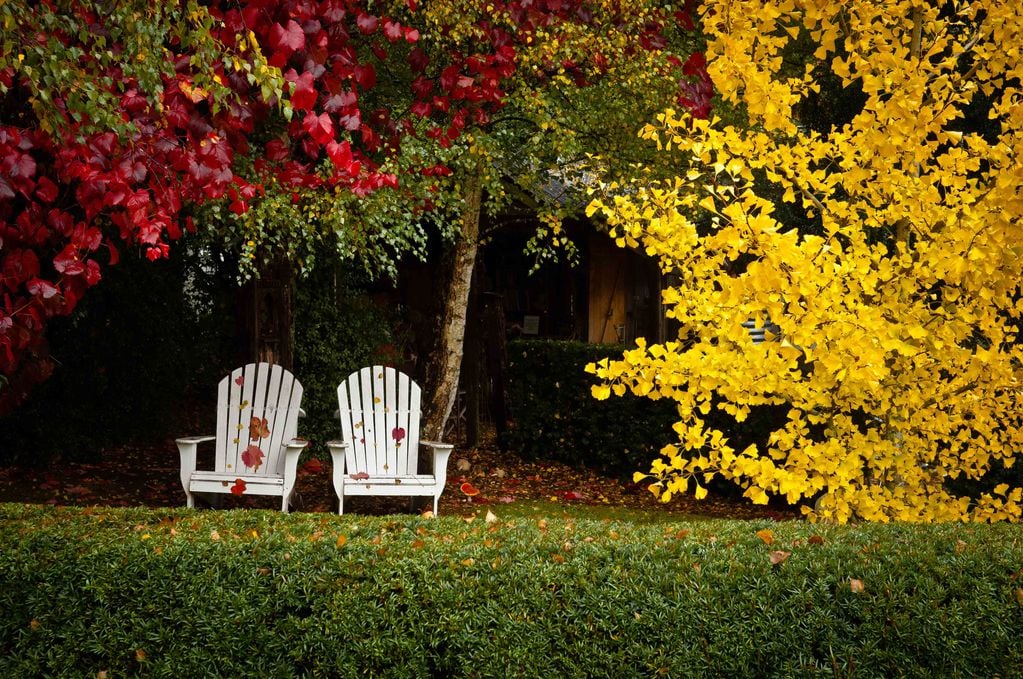 Una de las tareas más complejas es mantener un jardín colorido y fuerte durante las estaciones gélidas.