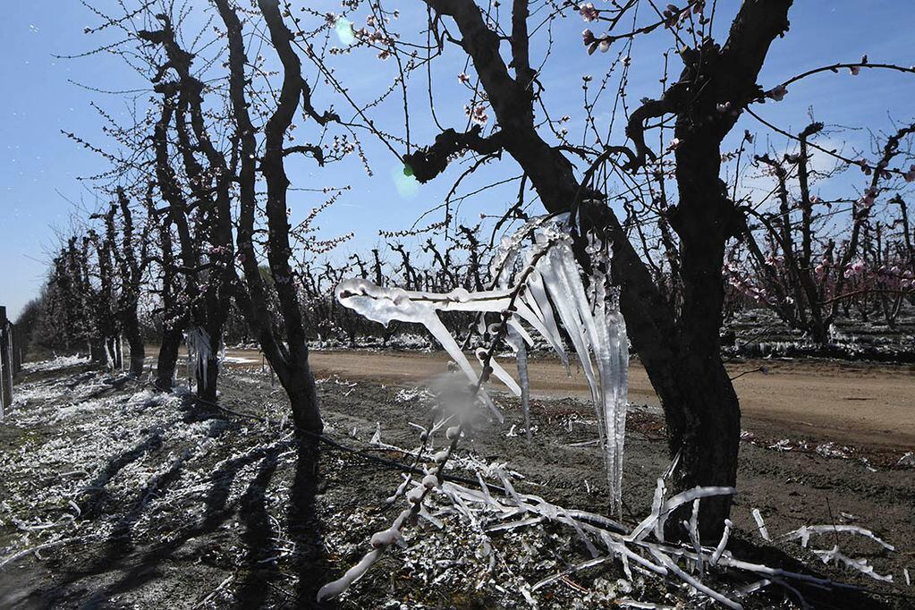 La gravedad de los daños por heladas se comprueba tras la maduración de los cultivos.
Foto: Claudio Gutierrez  Los Andes